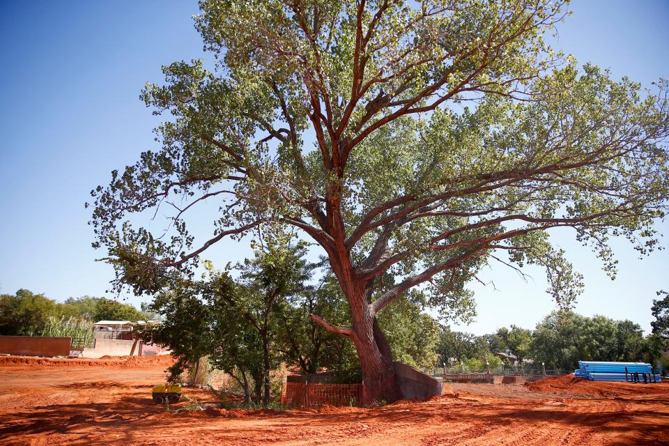 A cottonwood tree stands tall at the Oklahoma City Zoo and Botanical Gardens.