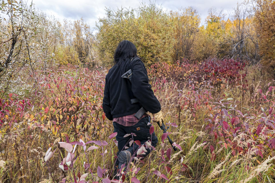 Bernard Ishnook scans a clearing for moose after following signs of animal activity from the riverbed Wednesday, Sept. 15, 2021, near Stevens Village, Alaska. For the first time in memory, both king and chum salmon have dwindled to almost nothing and the state has banned salmon fishing on the Yukon. The remote communities that dot the river and live off its bounty are desperate and doubling down on moose and caribou hunts in the waning days of fall. (AP Photo/Nathan Howard)