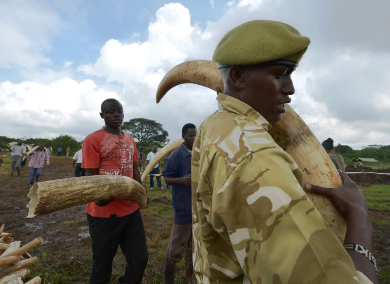 A Kenya Wildlife Services (KWS) ranger leads a team of volunteers to carry elephant tusks to the burning site