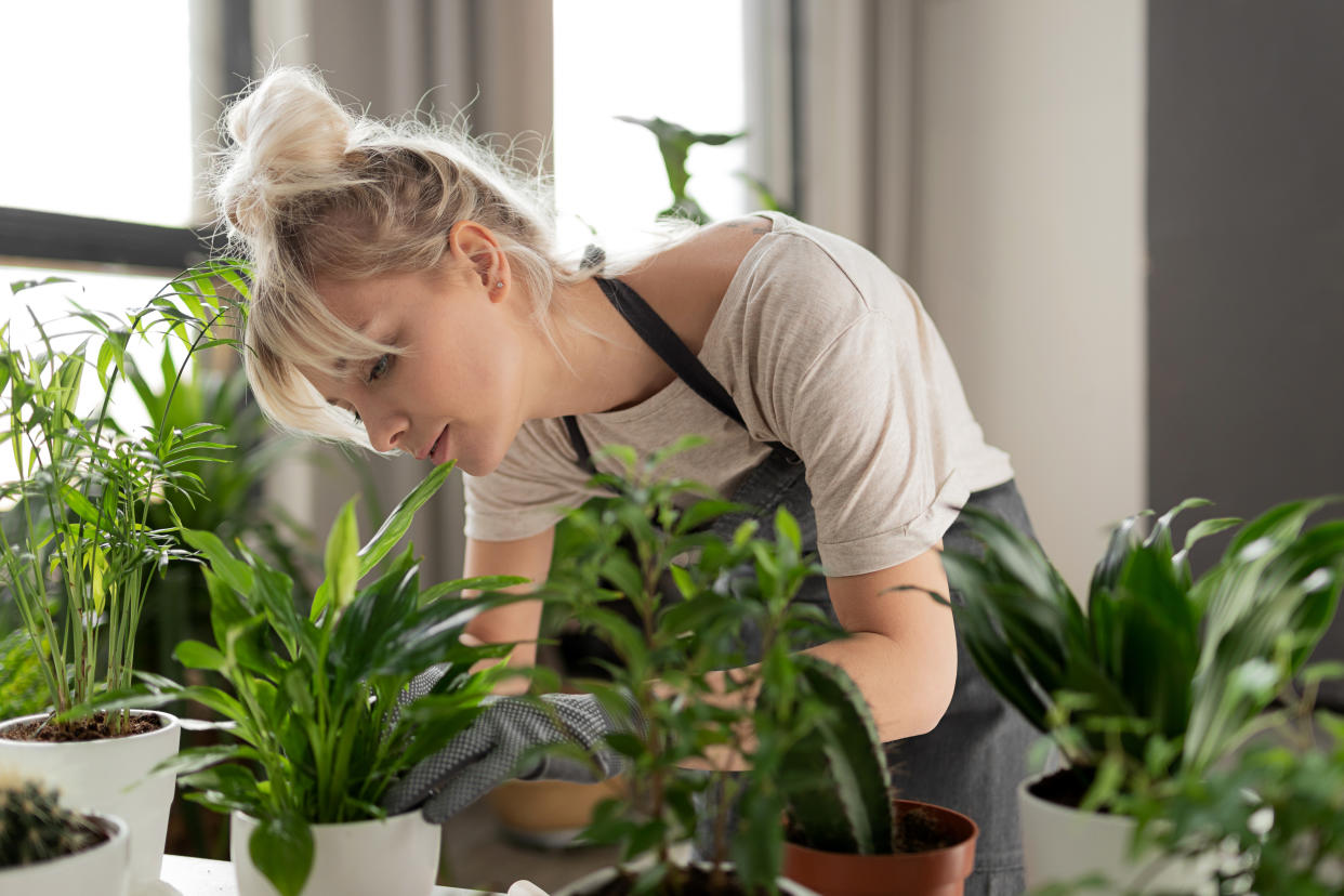 Pretty woman grows tropical plants in her garden. Gardener in working outfit looking after different exotic flower and herb.