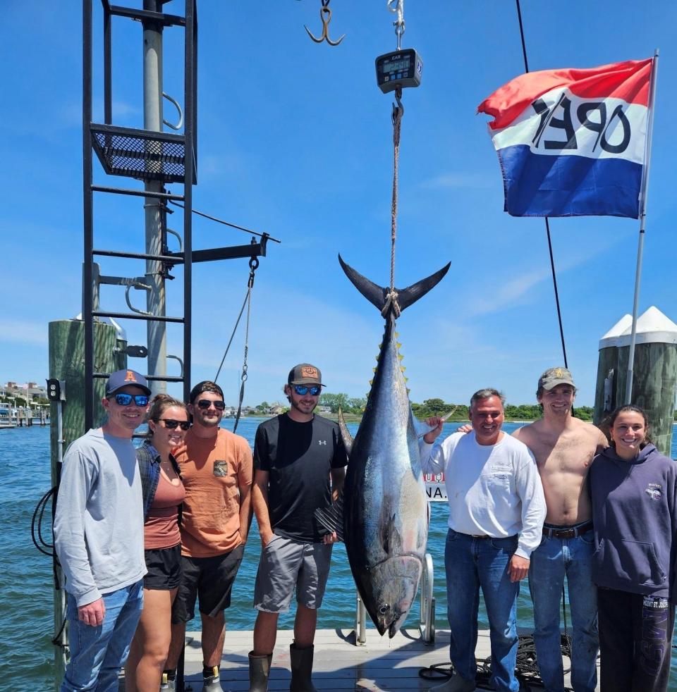 The Katie L weighs in a 228 pound bluefin tuna at Hoffman's Marina in Brielle on Saturday.