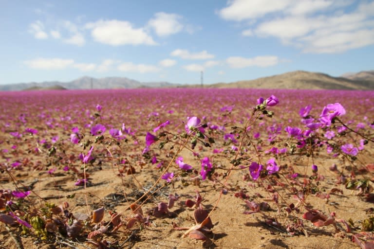 Vista del desierto de Atacama, en el norte de Chile, cubierto de flores el 10 de julio de 2024 (Patricio LÓPEZ CASTILLO)