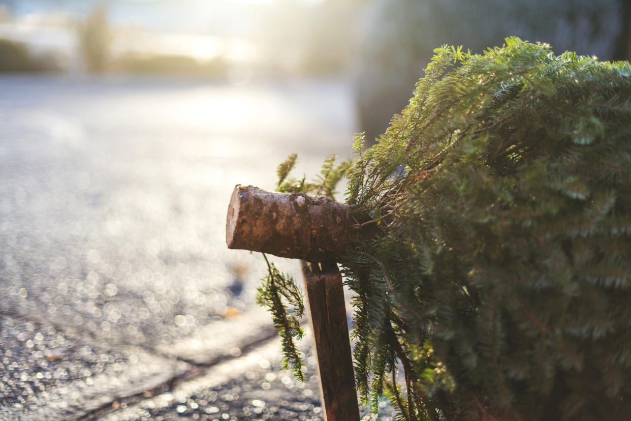 Experts recommend cutting an extra quarter of an inch off the trunk. (Getty Images)