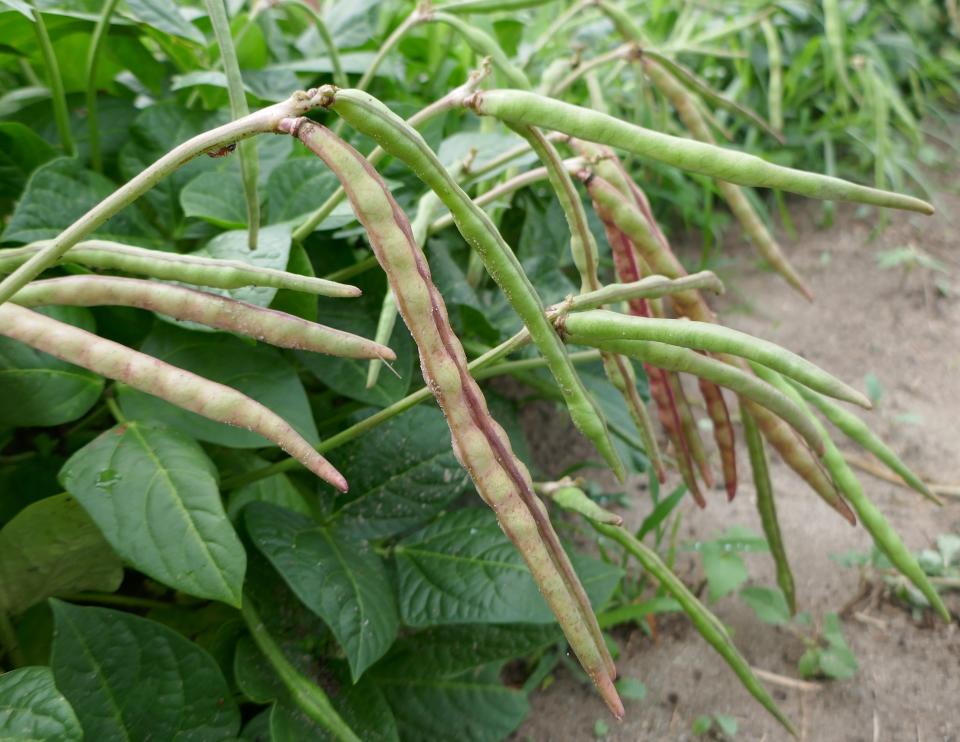 Mature bean plants can serve as good cover crops when a gardener is not growing specifically for food.