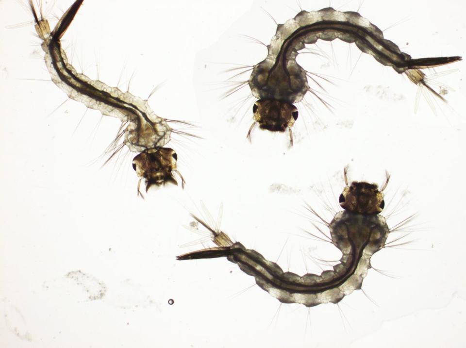 <em>Culex quinquefasciatus larvae</em> Mosquito larvae feed by filtering food from water. Getting rid of standing water can reduce mosquito habitats. Immo Hansen