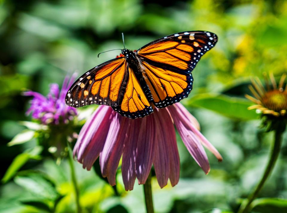 A monarch lands on a purple coneflower in Master Gardener Tom Hickey's garden on the east side. His yard has been designated a Monarch Waystation.