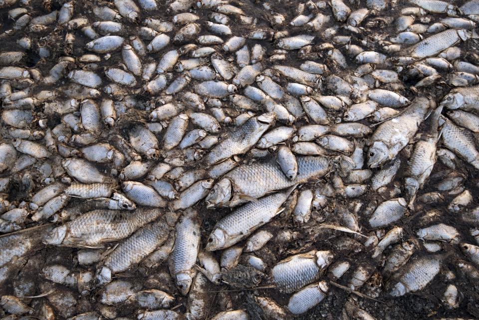 Dead fish lay on the shore of Koroneia Lake in northern Greece, on Thursday, Sept. 19, 2019. Tens of thousands of dead fish are washing up as the water level has plummeted to less than a meter deep (three feet) and the lack of oxygen in the water is leading to mass mortality of everything in it. (AP Photo/Giannis Papanikos)