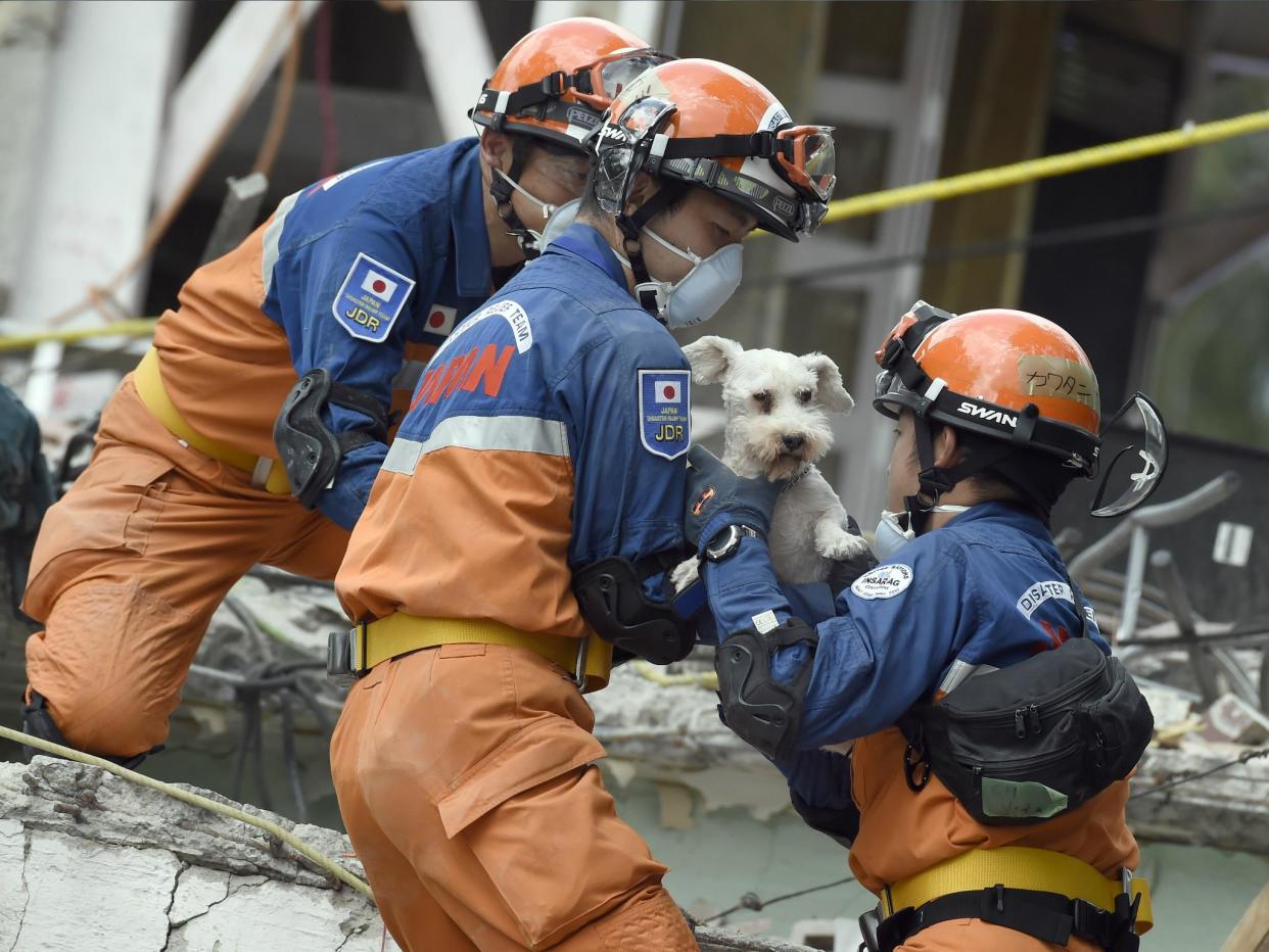 A schnauzer dog who survived the quake is pulled out of the rubble from a flattened building by rescuers in Mexico City 24 September: ALFREDO ESTRELLA/AFP/Getty Images