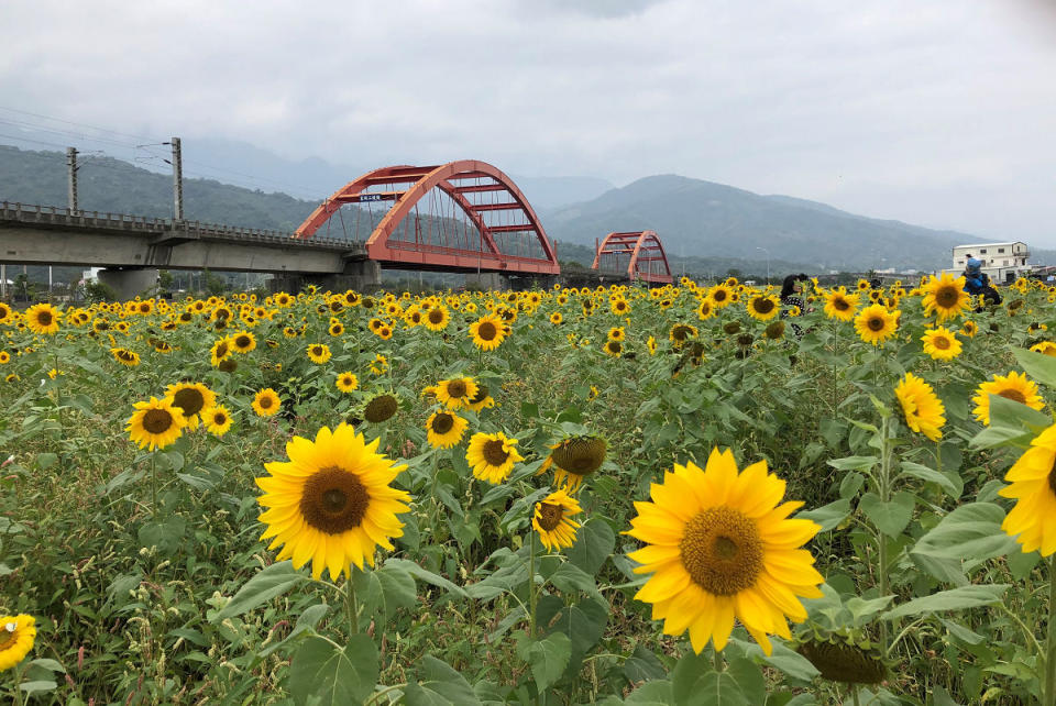 109年1月玉里客城向日葵花海資料照(圖片來源：花東縱谷國家風景區)