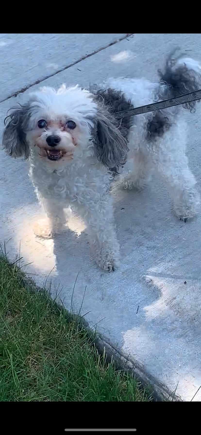 Leola Voegtline's daughter took this photo of Marley on June 1, 2023, when she spotted him on the street being walked by an unknown man whose son found the dog years earlier.