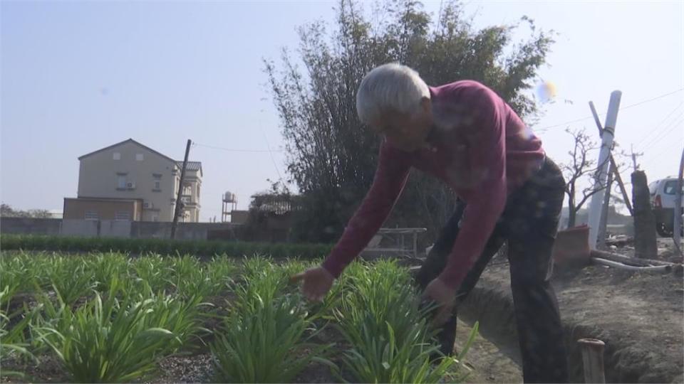 不只散戶被「割韭菜」 彰化菜農也被偷割