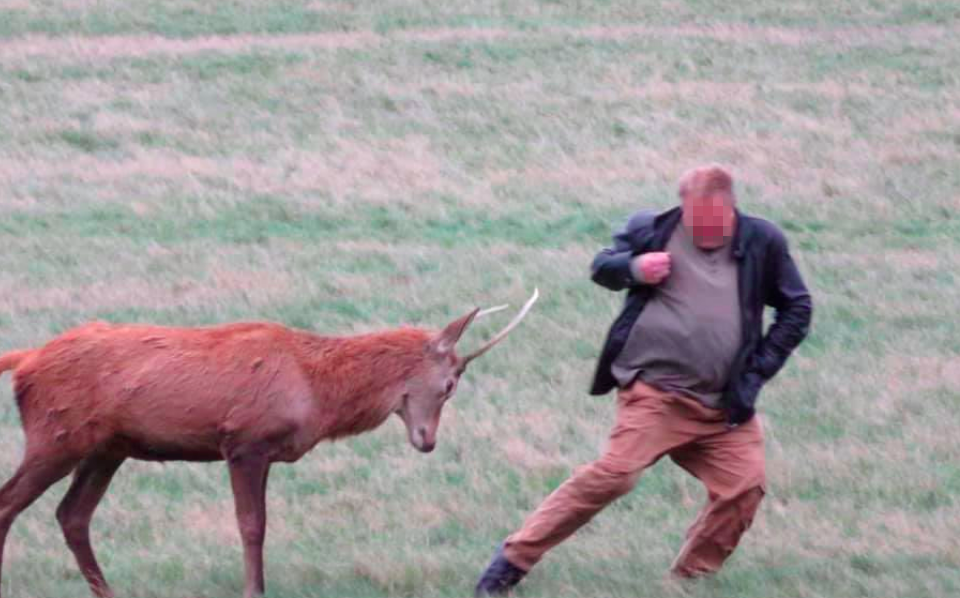 The man was charged at by a deer (Twitter)