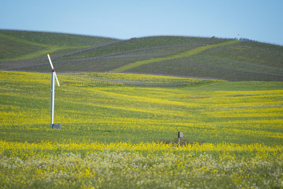 Swaths of mustard are seen on a hillside in the Carneros region near Napa, Calif., Wednesday, Feb. 28, 2024. Brilliant yellow and gold mustard is carpeting Northern California's wine country, signaling the start of spring and the celebration of all flavors sharp and mustardy. (AP Photo/Eric Risberg)