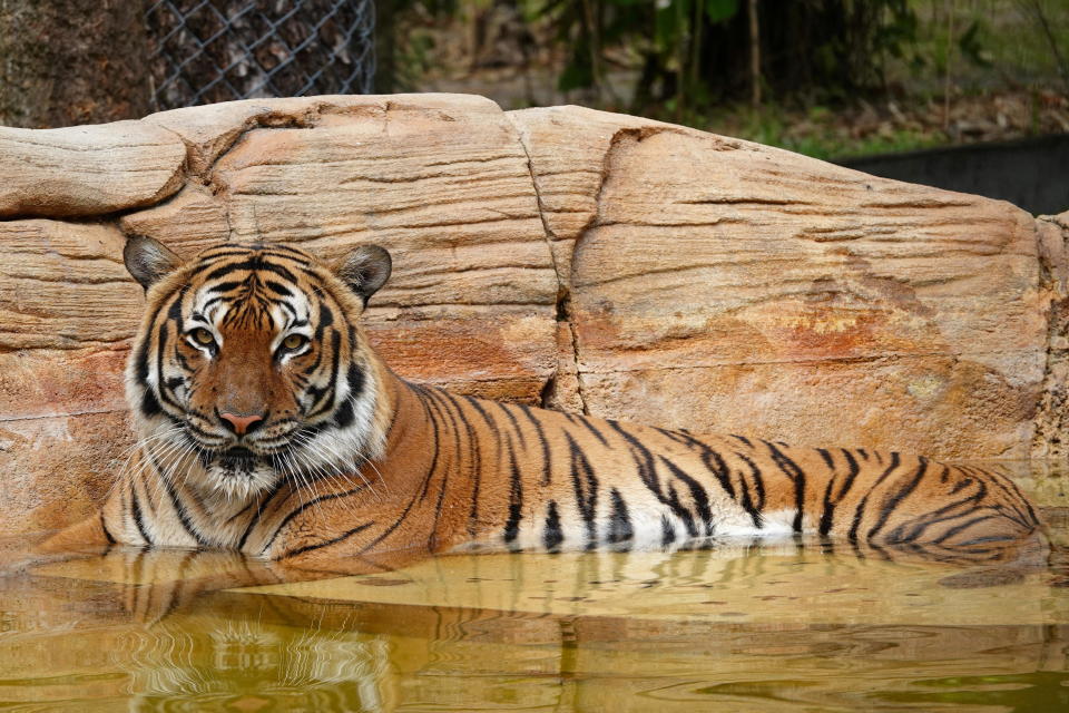 Eko the tiger, who was killed after biting a man's arm when he crossed into an unauthorized portion of the Naples Zoo, is seen in Naples, Florida in handout photo taken in March 2021. / Credit: Naples Zoo / Handout via Reuters