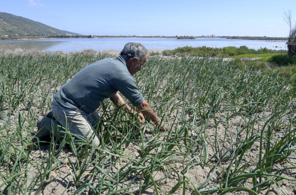 A farmer in Tunisia fighting to preserve the natural irrigation system as North Africa’s water shortages intensify (AFP via Getty Images)