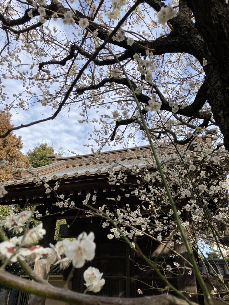 豪德寺的白梅讓古寺建物顯得格外優雅   圖:劉黎兒攝影