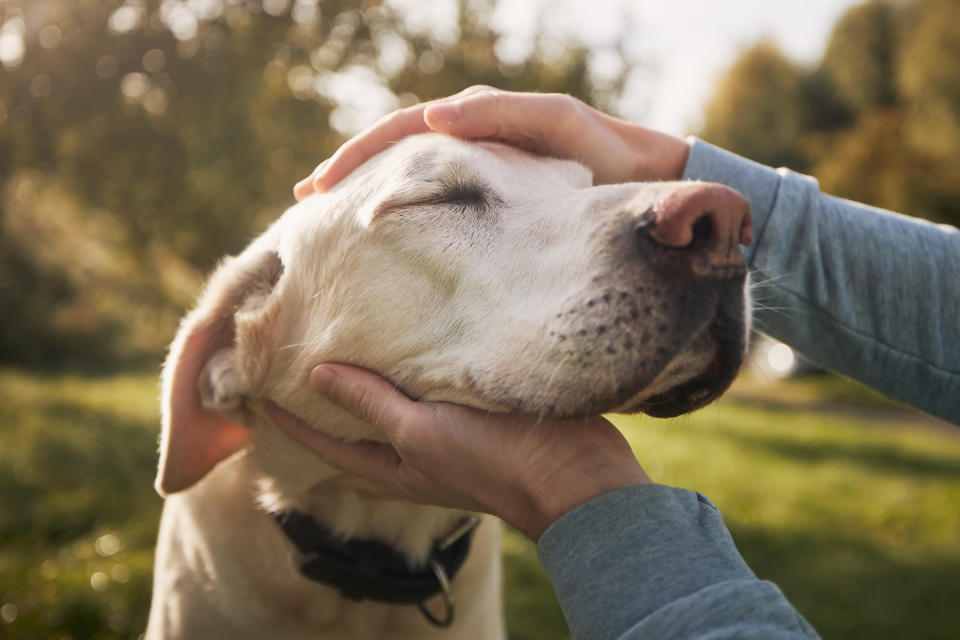 Hunde sind treue Begleiter und wertvolle Familienmitglieder, weshalb ihr Tod oft eine große Lücke hinterlässt. (Symbolbild: Getty Images)
