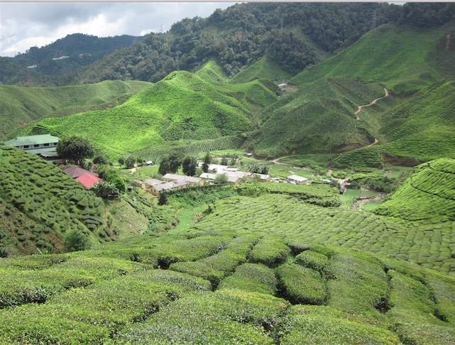 Cameron Highlands - MoneySmart