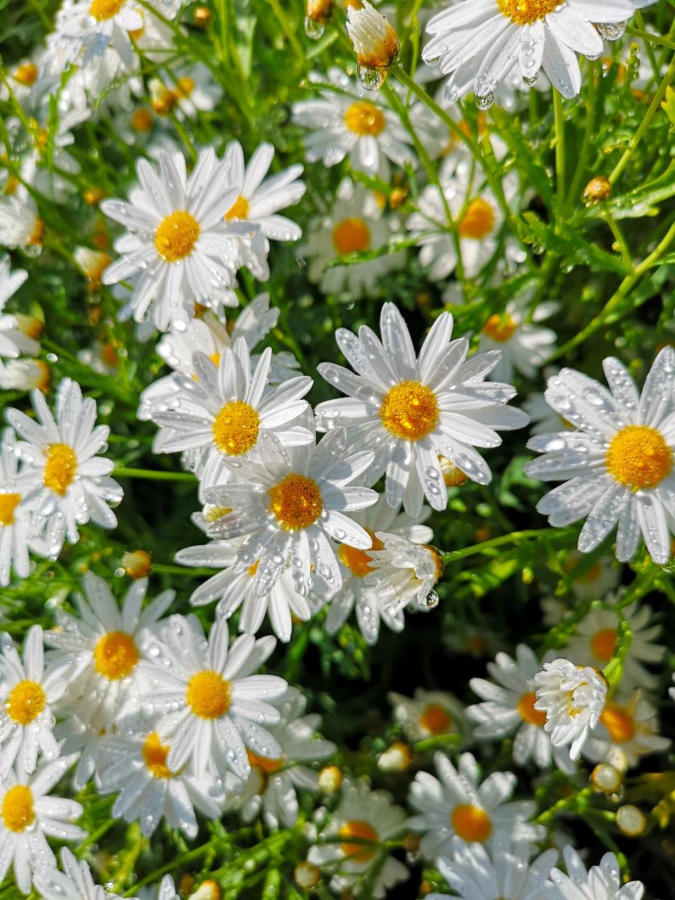 9) Chamomile