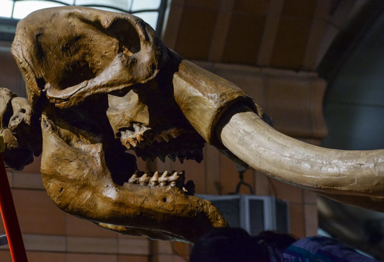 The giant mastodon at the Cincinnati Museum Center.