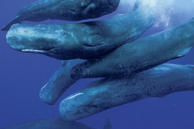 Ballenas únicas y sorprendentes