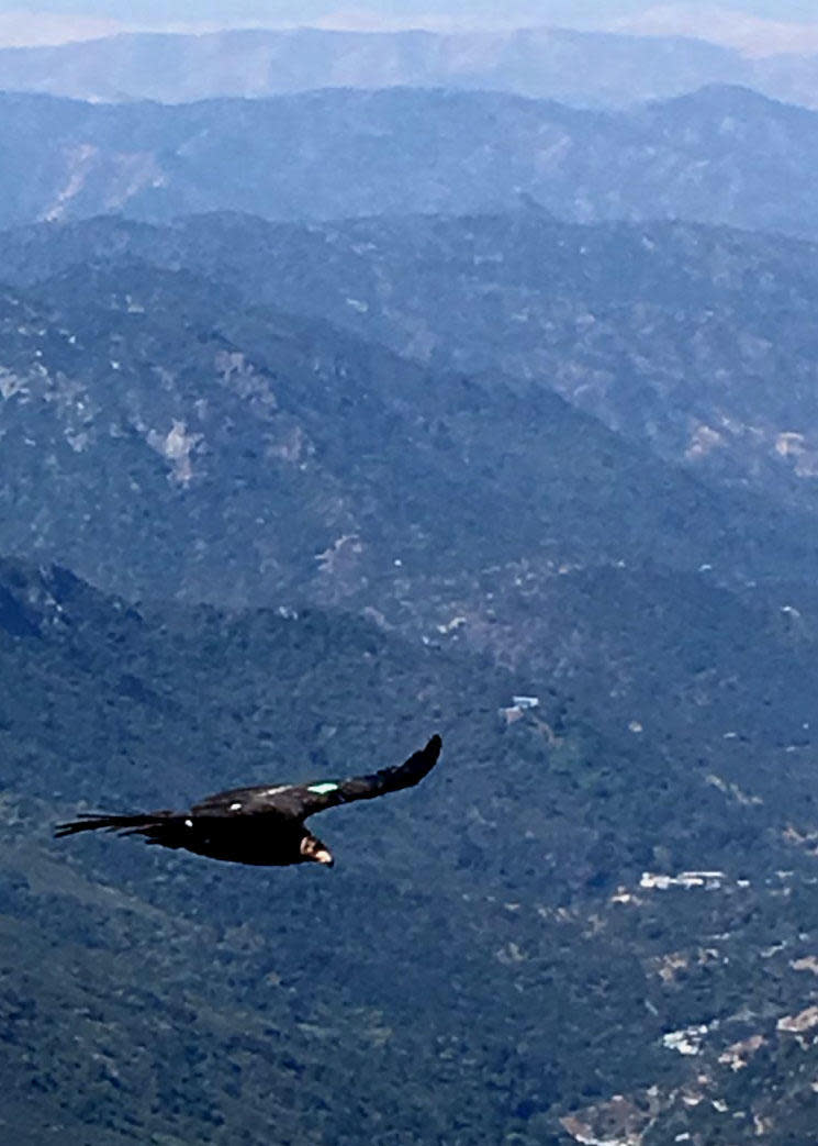 The USFWS Pacific Southwest Region recently captured several California Condors soaring through Sequoia National Park. / Credit: Wilson Garver/NPS