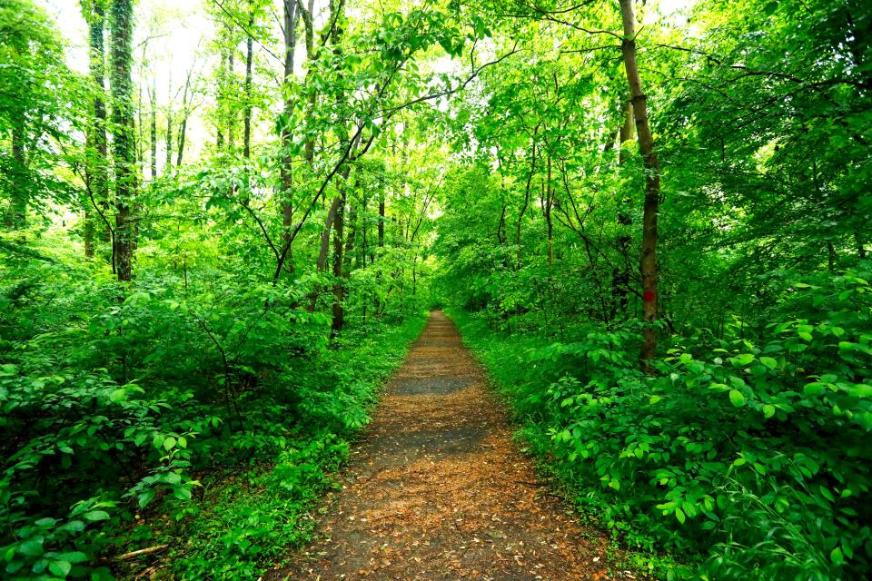 A hiking trail at Meeman-Shelby Forest State Park is pictured in 2020.