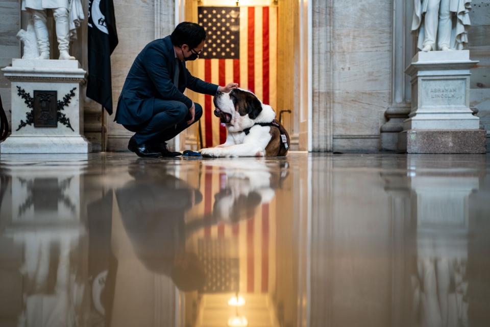 Rep. Andy Kim pets a Saint Bernard