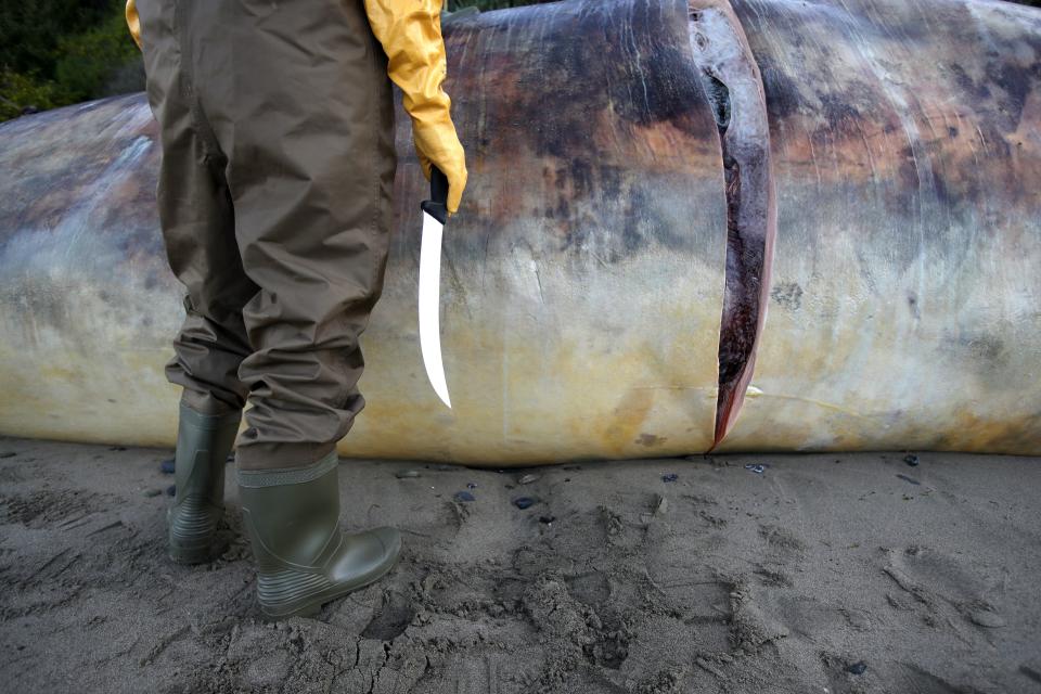 At least 53 gray whales have washed up emaciated and dead in recent months along West Coast beaches.