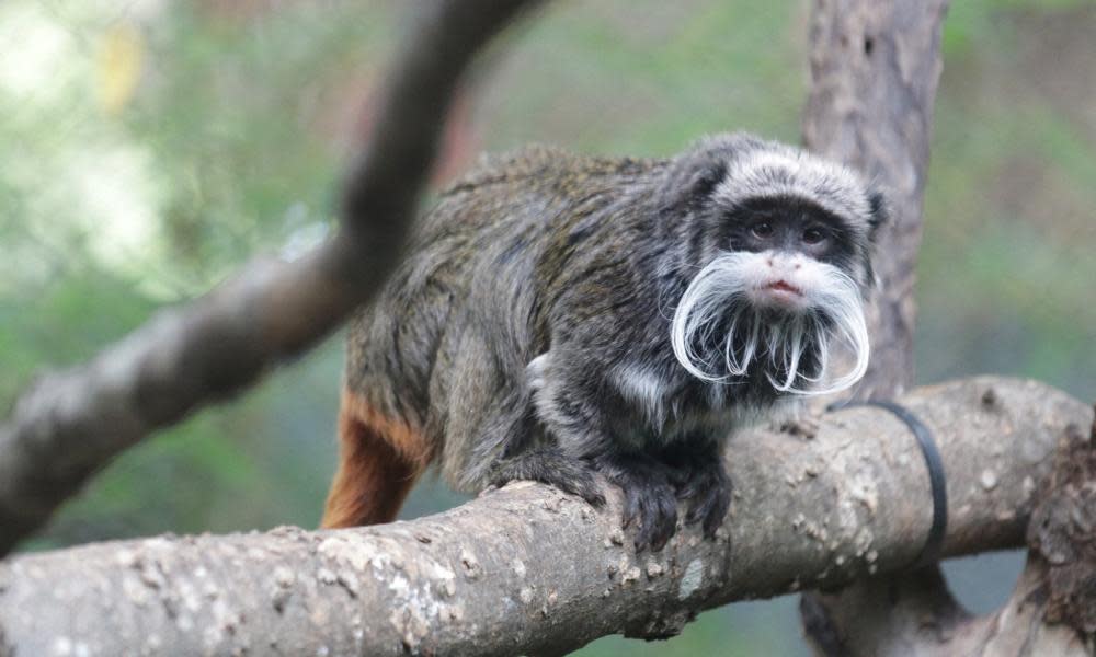 <span>Photograph: Dallas Zoo/Reuters</span>