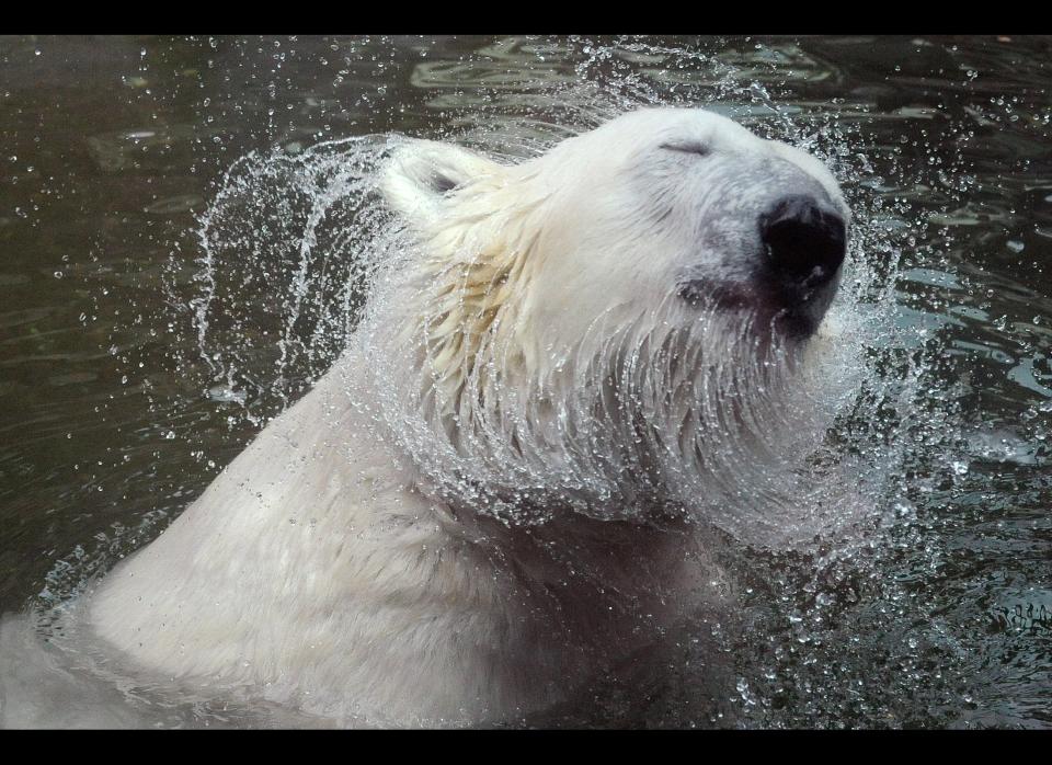 Polar bear shakes off water in his enclosure at the zoo on July 26, 2011 in Prague. MICHAL CIZEK/AFP/Getty Images)