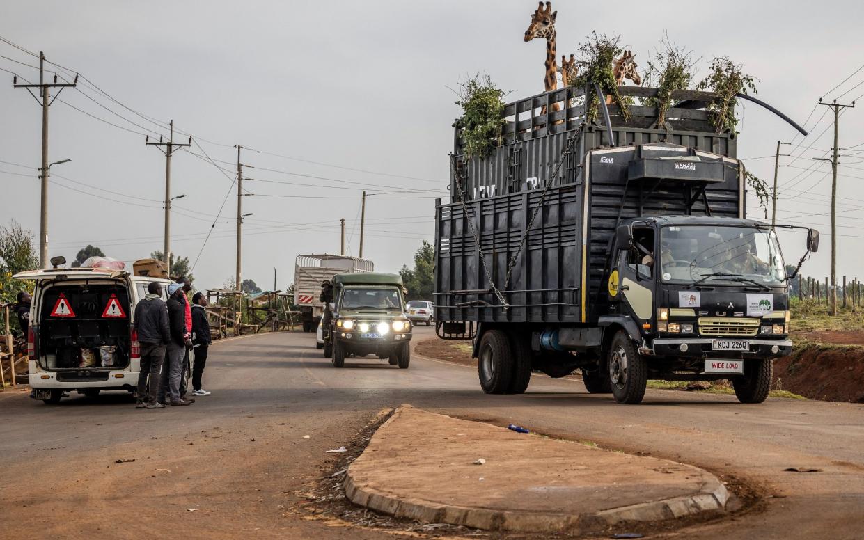 Giraffes are driven through Eldoret