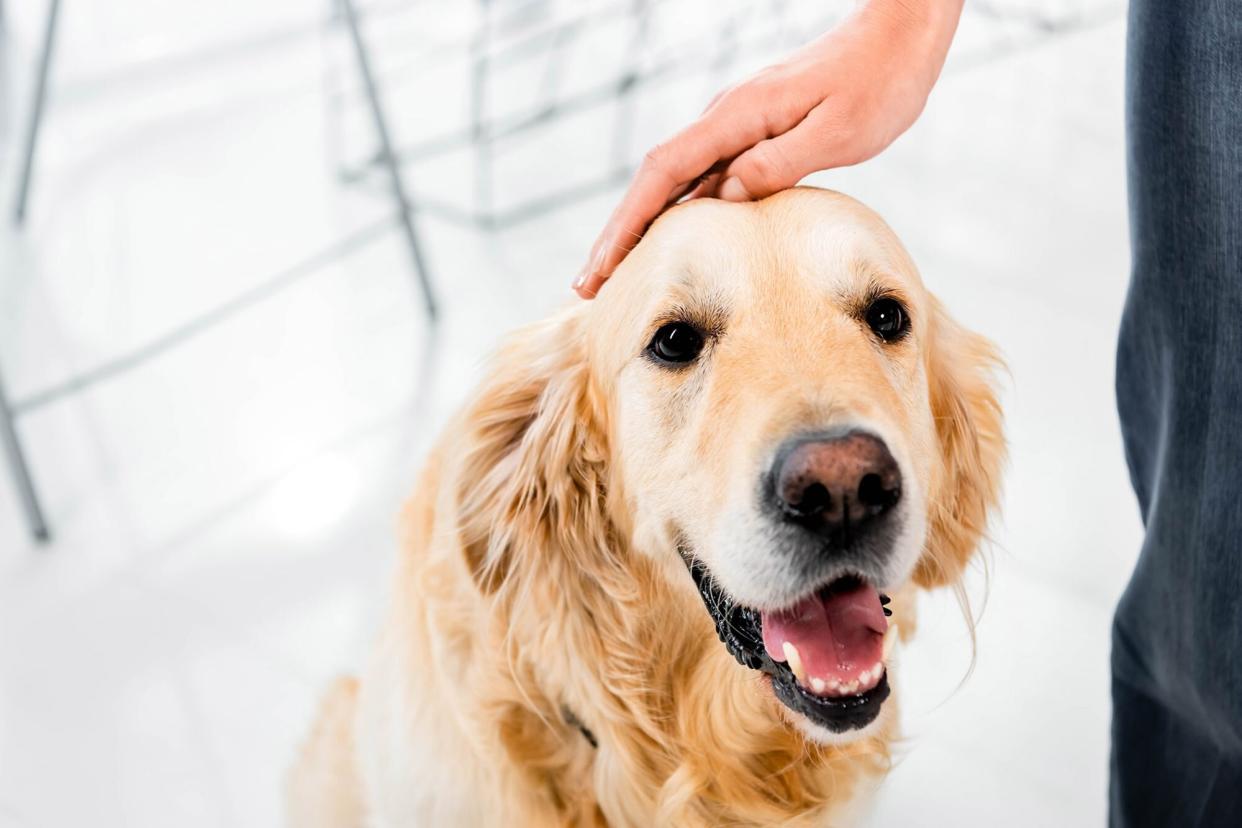 golden retriever with woman, what do you do if your dog has urine in his blood