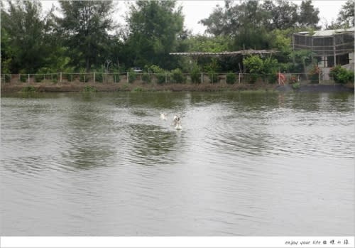 [台南] 四草綠色隧道必吃美食：【椰庭景觀餐廳】一處充滿生命與大自然的生態綠地，手作粉圓湯圓冰、虱目魚餐超好吃！