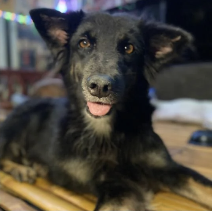 A black dog with erect ears and a visible tongue sitting indoors