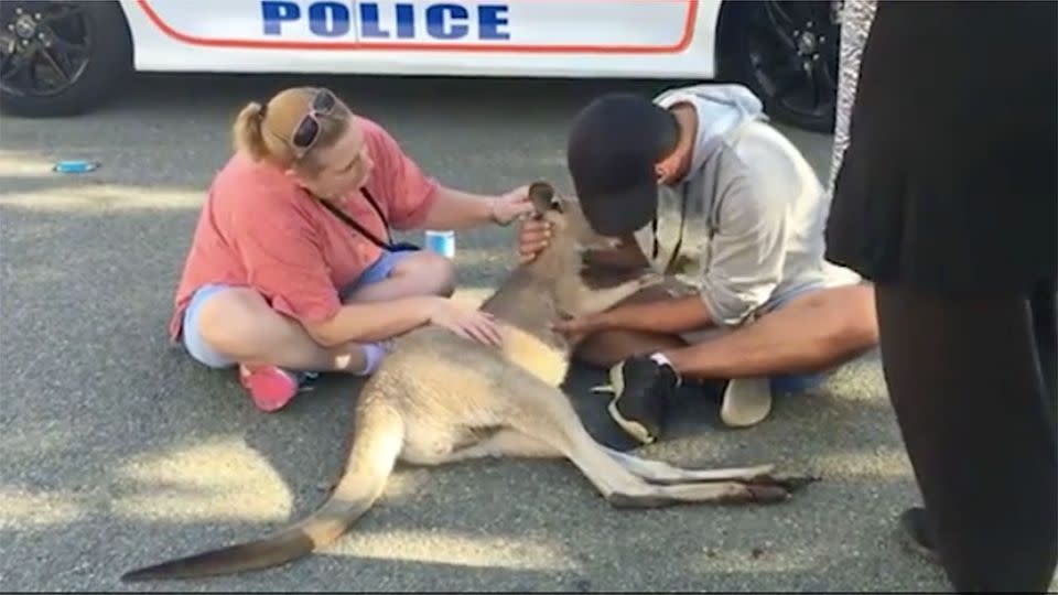 The injured roo curled up in the man's arms as nearby police redirected traffic. Source: