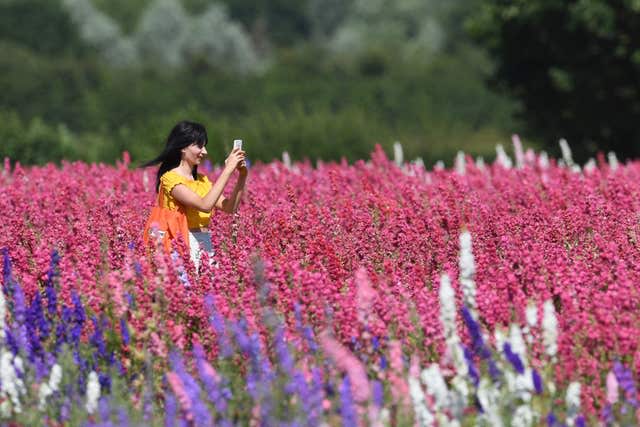 Delphinium feature