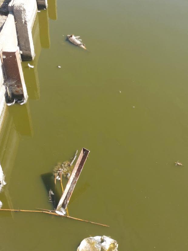 Echo: Problema recurrente - Peces muertos en la superficie del agua