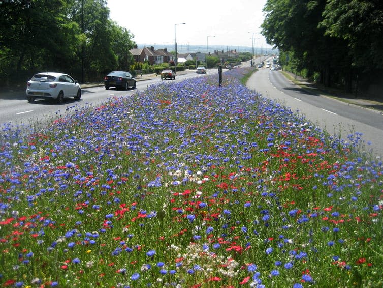 <span class="caption">Bees, butterflies and hoverflies are more abundant on meadow habitat than grass verges that are regularly mowed.</span> <span class="attribution"><a class="link " href="http://www.pictorialmeadows.co.uk/" rel="nofollow noopener" target="_blank" data-ylk="slk:Pictorial Meadows;elm:context_link;itc:0;sec:content-canvas">Pictorial Meadows</a></span>
