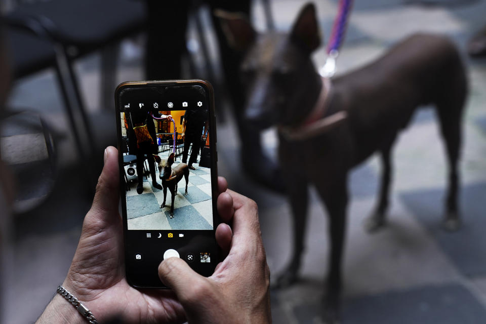 Un hombre toma una foto a un perro de raza Xoloitzcuintle llamado Pilón, durante una conferencia de prensa sobre el Xoloitzcuintle en el arte, en la Ciudad de México, el miércoles 25 de enero de 2023. (AP Foto/Marco Ugarte)