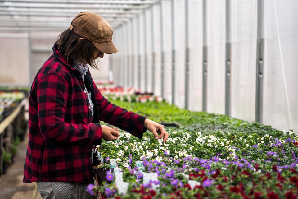 Jenny Quiner cleans up plants on Tuesday, April 4, 2023, at Dogpatch Garden Center in Des Moines, Iowa.