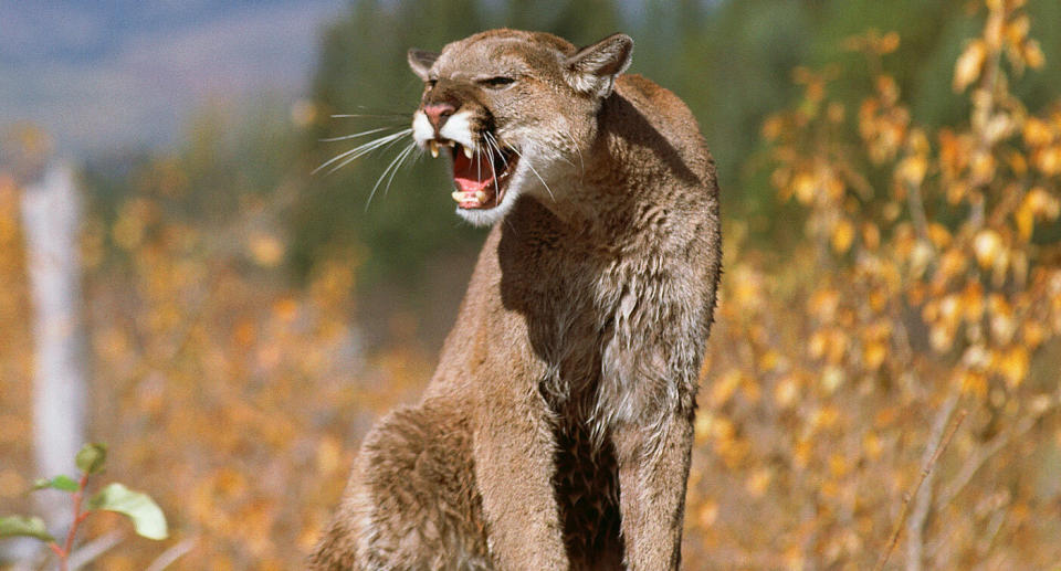 A stock photo of a mountain lion. A four-year-old was hiking with 10 others when he was mauled by a mountain lion in Los Peñasquitos Canyon, San Diego on Monday.