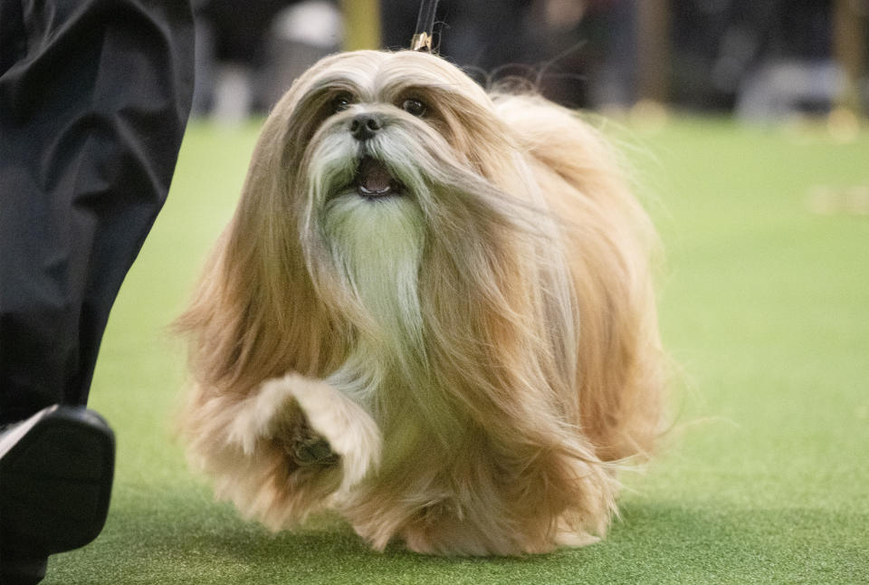 A Lhasa Apso competes during the 144th Westminster Kennel Club dog show, Monday, Feb. 10, 2020, in New York. (AP Photo/Mark Lennihan)