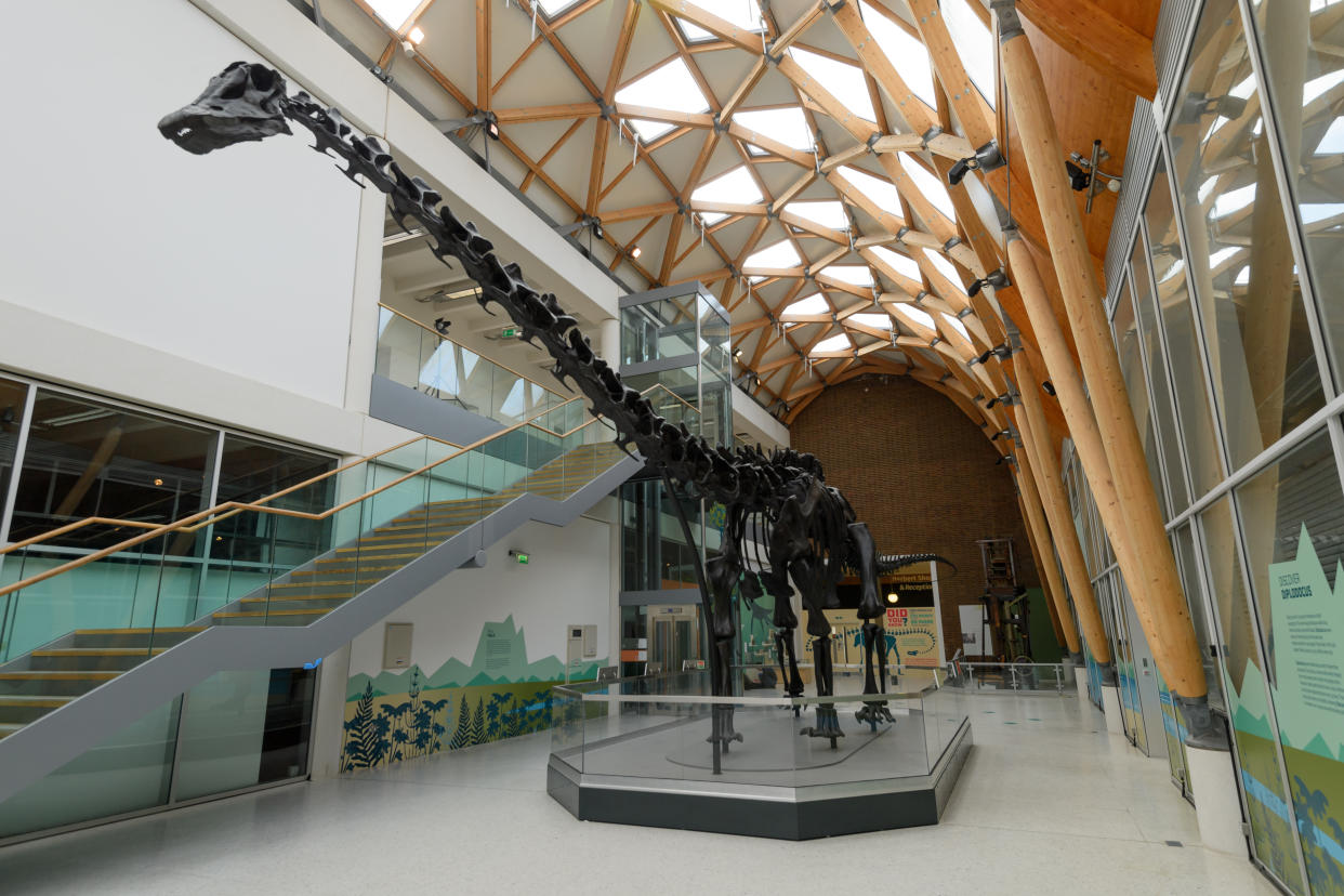 The 26-metre Diplodocus cast in place in the museum (Joe Bailey/FiveSix Photography/PA)