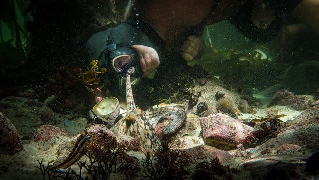 <p>Netflix</p> Craig Foster and an octopus in 'My Octopus Teacher'