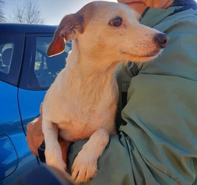 whippet jack russell mix