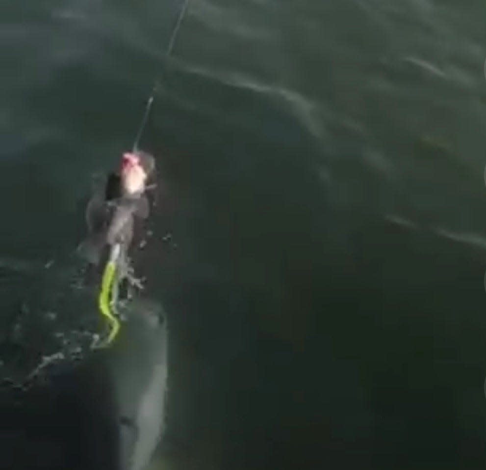 Screen grab of Michael Cavallo's video of a  white shark trying to steal a sea bass he was reeling in on June 2, 2023.