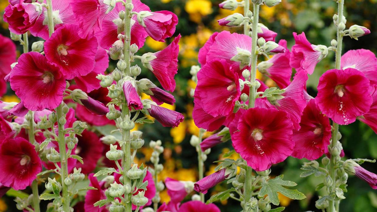  pink hollyhocks 