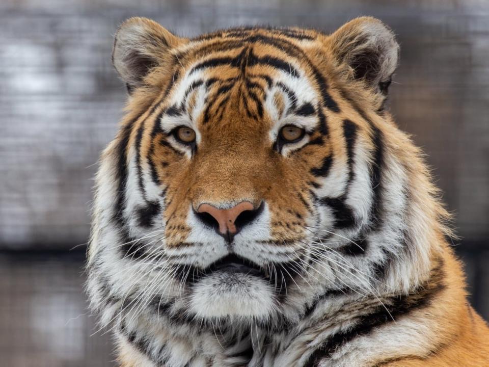 Samkha, an Amur tiger, is shown in a file photo.  At the Assiniboine Park Zoo, tigers and other animals in close contact with their human caretakers will receive the COVID-19 vaccine.  (Assiniboine Park Zoo - image credit)