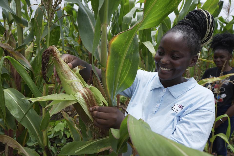Ethel Kasawa inspects a corn crop she planted as part of an agriculture guide program that aims to promote climate-smart techniques in Kasama, Zambia, Thursday, March 7, 2024. The program, in partnership with education ministries in Zambia and Zimbabwe, aims to help young people — particularly marginalized girls — build climate resilience and explore green careers. (AP Photo/Tsvangirayi Mukwazhi)